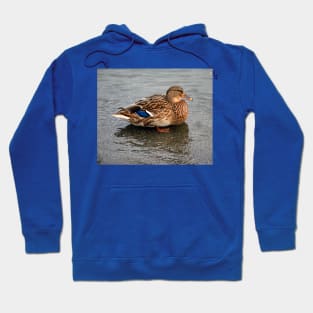 Ms. Mallard Female Duck Hen in Evening Light Hoodie